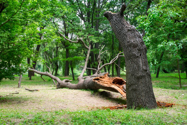 Best Stump Grinding and Removal  in Kimberling City, MO